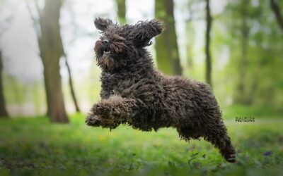 BREGO de&nbsp;Ubbadat GRAND CHAMPIONEM POLSKI