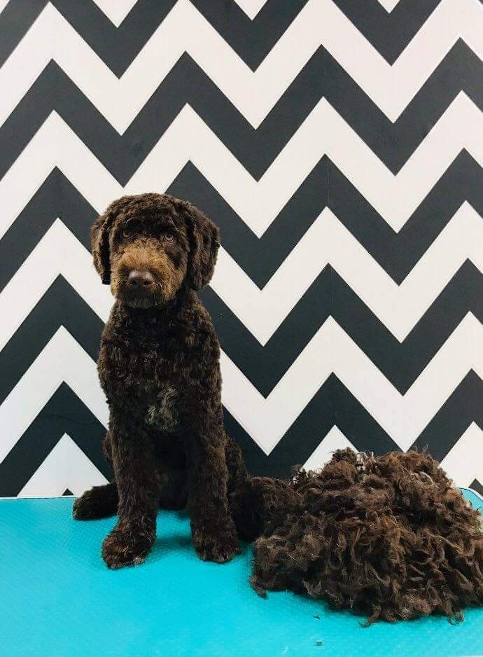 BAILANDO Pearls in Furs