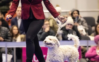 Rajcia ukończyła Championat Szczeniaczków :)