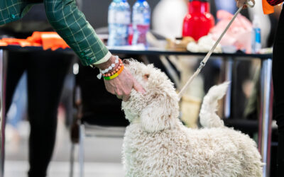 International Dog Show in Poznań and National Dog Show Legionów