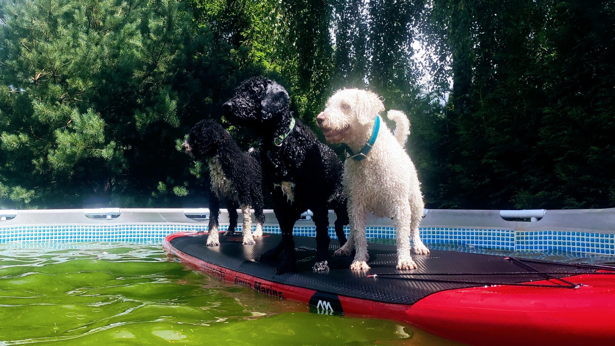 original_4ad35d59-039f-4008-9552-e534ff2398ba_IMG_20210705_120625 (1)