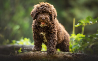 Planowany miot V&nbsp;– wiosna 2026 MIEL de&nbsp;Ubbadat